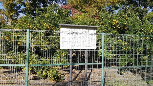 photo_visitshizuoka11.jpg