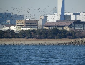 葛西海浜公園２.jpg