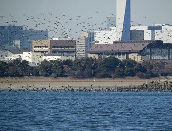 葛西海浜公園２.jpg